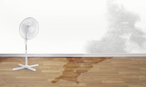 Best Basement water damage restoration  in Garden Plain, KS